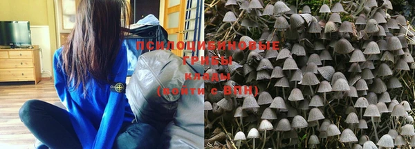 PSILOCYBIN Армянск